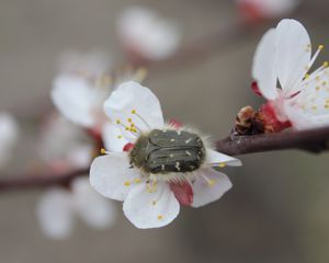 Preview wallpaper cherry, flower, beetle