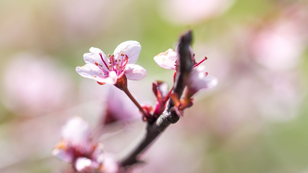 Wallpaper cherry, flower, petals, branch, blur, spring