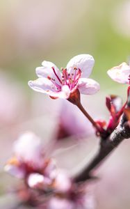 Preview wallpaper cherry, flower, petals, branch, blur, spring