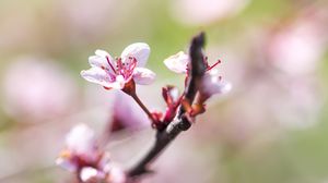 Preview wallpaper cherry, flower, petals, branch, blur, spring