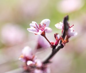 Preview wallpaper cherry, flower, petals, branch, blur, spring