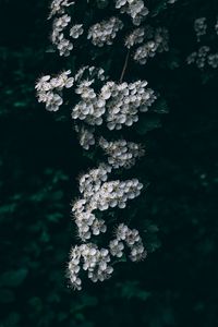 Preview wallpaper cherry, flowering, branch, spring