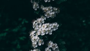 Preview wallpaper cherry, flowering, branch, spring