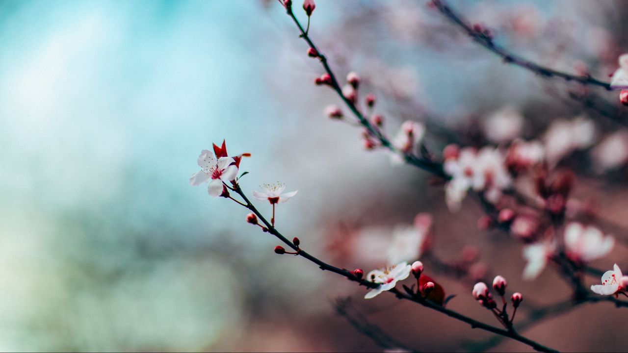 Wallpaper cherry, flowering, twig, blur