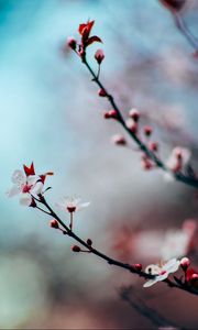 Preview wallpaper cherry, flowering, twig, blur
