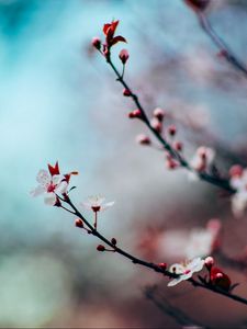 Preview wallpaper cherry, flowering, twig, blur