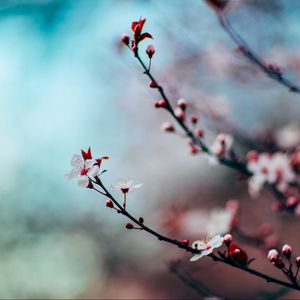 Preview wallpaper cherry, flowering, twig, blur