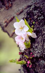 Preview wallpaper cherry, flowers, bark, tree, macro