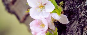 Preview wallpaper cherry, flowers, bark, tree, macro