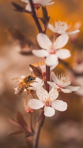 Preview wallpaper cherry, flowers, bee, insect, branches, macro
