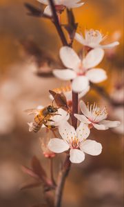Preview wallpaper cherry, flowers, bee, insect, branches, macro