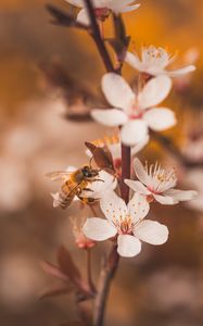 Preview wallpaper cherry, flowers, bee, insect, branches, macro