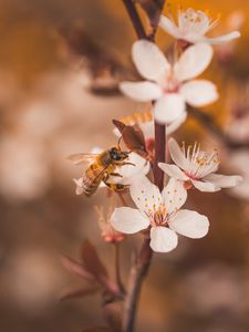 Preview wallpaper cherry, flowers, bee, insect, branches, macro