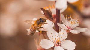 Preview wallpaper cherry, flowers, bee, insect, branches, macro