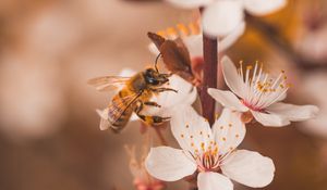 Preview wallpaper cherry, flowers, bee, insect, branches, macro