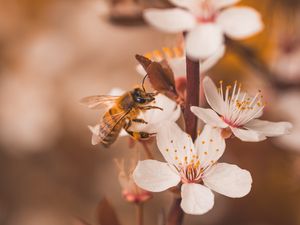 Preview wallpaper cherry, flowers, bee, insect, branches, macro