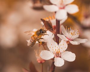 Preview wallpaper cherry, flowers, bee, insect, branches, macro