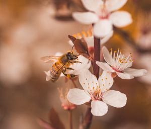 Preview wallpaper cherry, flowers, bee, insect, branches, macro