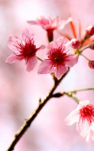 Preview wallpaper cherry, flowers, bloom, spring