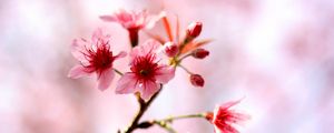 Preview wallpaper cherry, flowers, bloom, spring