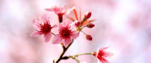 Preview wallpaper cherry, flowers, bloom, spring