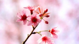 Preview wallpaper cherry, flowers, bloom, spring