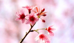 Preview wallpaper cherry, flowers, bloom, spring