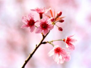 Preview wallpaper cherry, flowers, bloom, spring