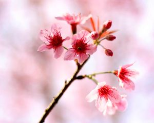 Preview wallpaper cherry, flowers, bloom, spring