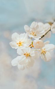 Preview wallpaper cherry, flowers, branch, macro, white