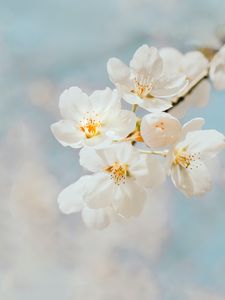 Preview wallpaper cherry, flowers, branch, macro, white