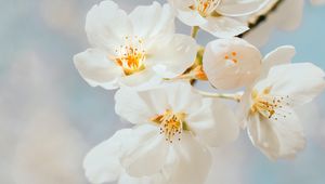 Preview wallpaper cherry, flowers, branch, macro, white