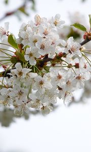 Preview wallpaper cherry, flowers, branch, petals, leaves, white