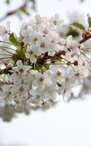 Preview wallpaper cherry, flowers, branch, petals, leaves, white