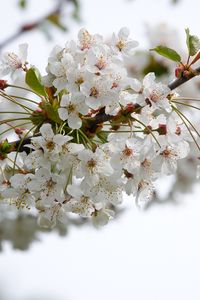 Preview wallpaper cherry, flowers, branch, petals, leaves, white