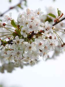 Preview wallpaper cherry, flowers, branch, petals, leaves, white