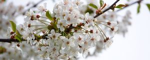 Preview wallpaper cherry, flowers, branch, petals, leaves, white