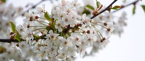 Preview wallpaper cherry, flowers, branch, petals, leaves, white