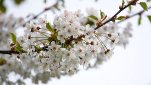 Preview wallpaper cherry, flowers, branch, petals, leaves, white