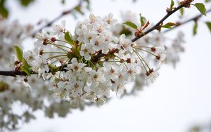 Preview wallpaper cherry, flowers, branch, petals, leaves, white