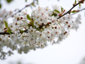 Preview wallpaper cherry, flowers, branch, petals, leaves, white