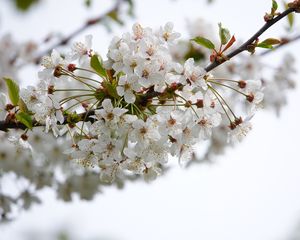 Preview wallpaper cherry, flowers, branch, petals, leaves, white