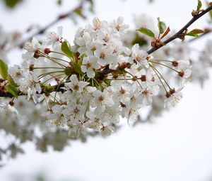 Preview wallpaper cherry, flowers, branch, petals, leaves, white