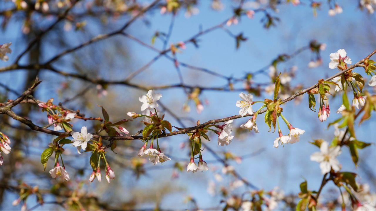 Wallpaper cherry, flowers, branch, spring