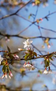 Preview wallpaper cherry, flowers, branch, spring