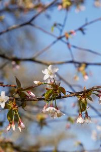 Preview wallpaper cherry, flowers, branch, spring