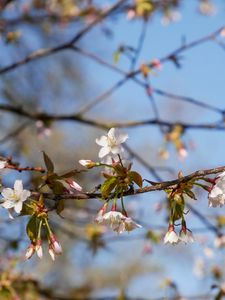 Preview wallpaper cherry, flowers, branch, spring