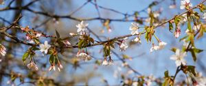 Preview wallpaper cherry, flowers, branch, spring