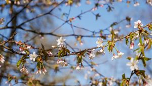 Preview wallpaper cherry, flowers, branch, spring