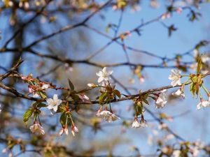 Preview wallpaper cherry, flowers, branch, spring